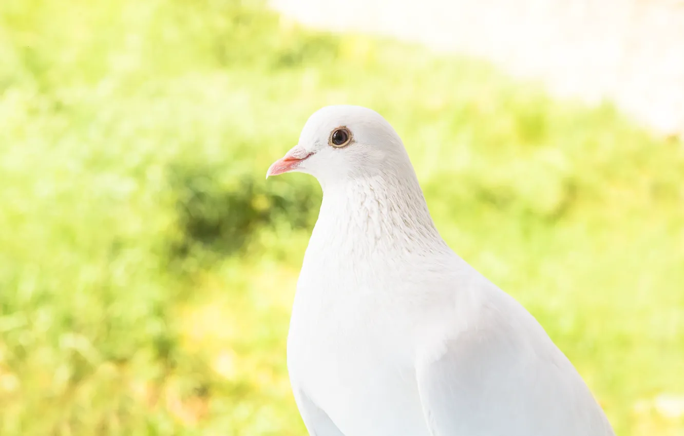 Photo wallpaper nature, bird, dove