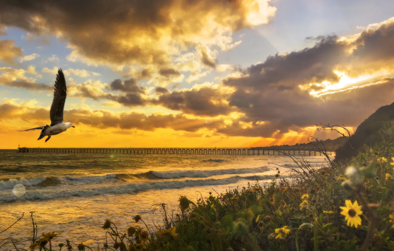 Photo wallpaper sea, sunset, flowers, bird, shore, seagulls, pierce