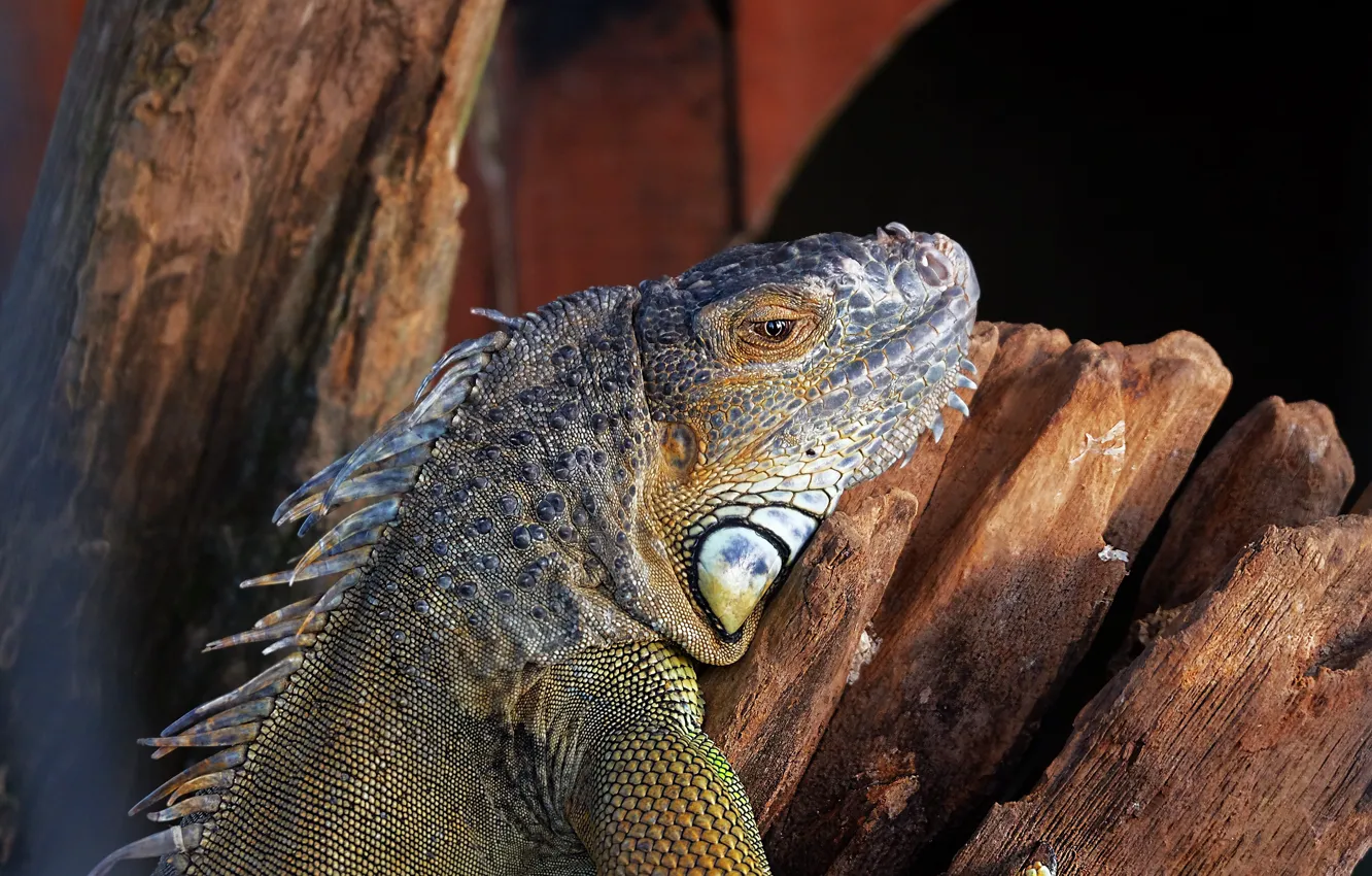 Photo wallpaper lizard, color, iguana, reptile