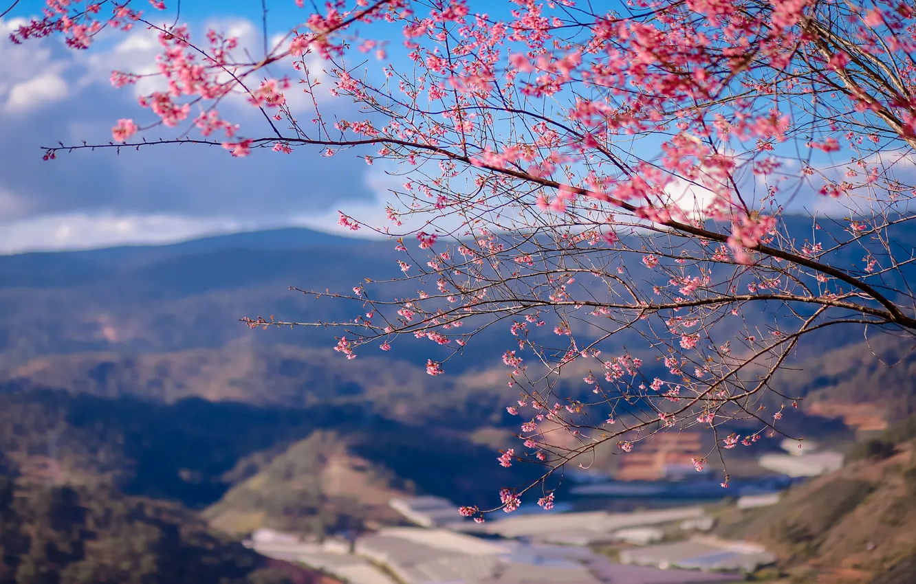 Photo wallpaper the sky, mountains, branches, nature, Sakura, flowering