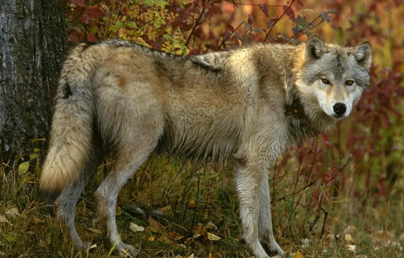 Photo wallpaper autumn, forest, look, Grey wolf