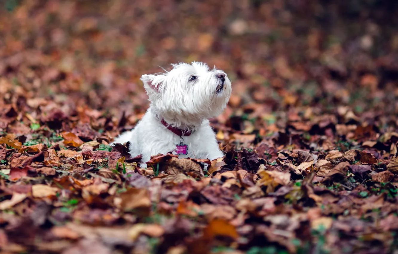 Photo wallpaper autumn, leaves, dog