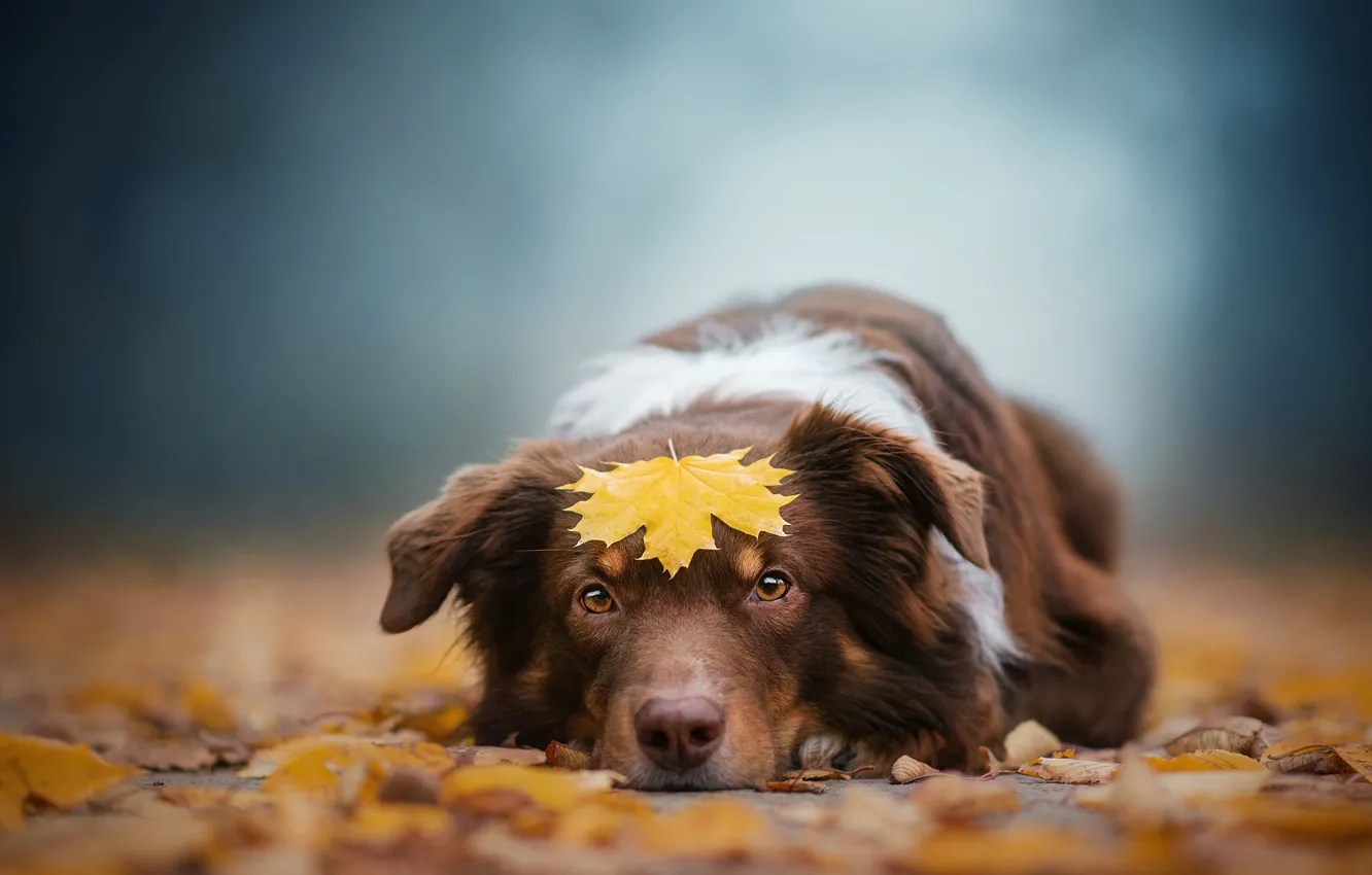 Photo wallpaper autumn, look, nature, foliage, dog, lies, face, bokeh