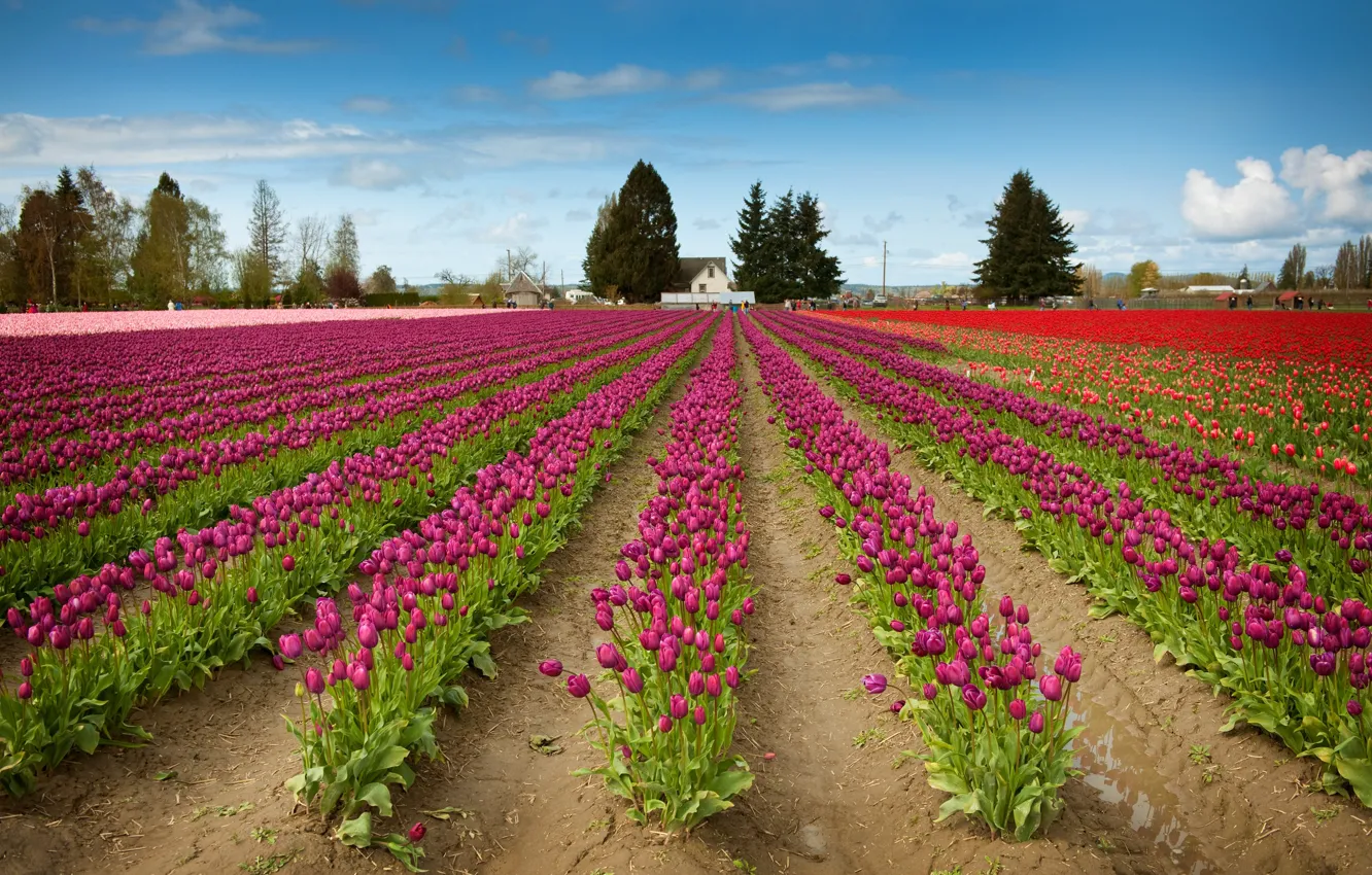 Photo wallpaper tulips, pink, a lot, the ranks, field of tulips, plantation