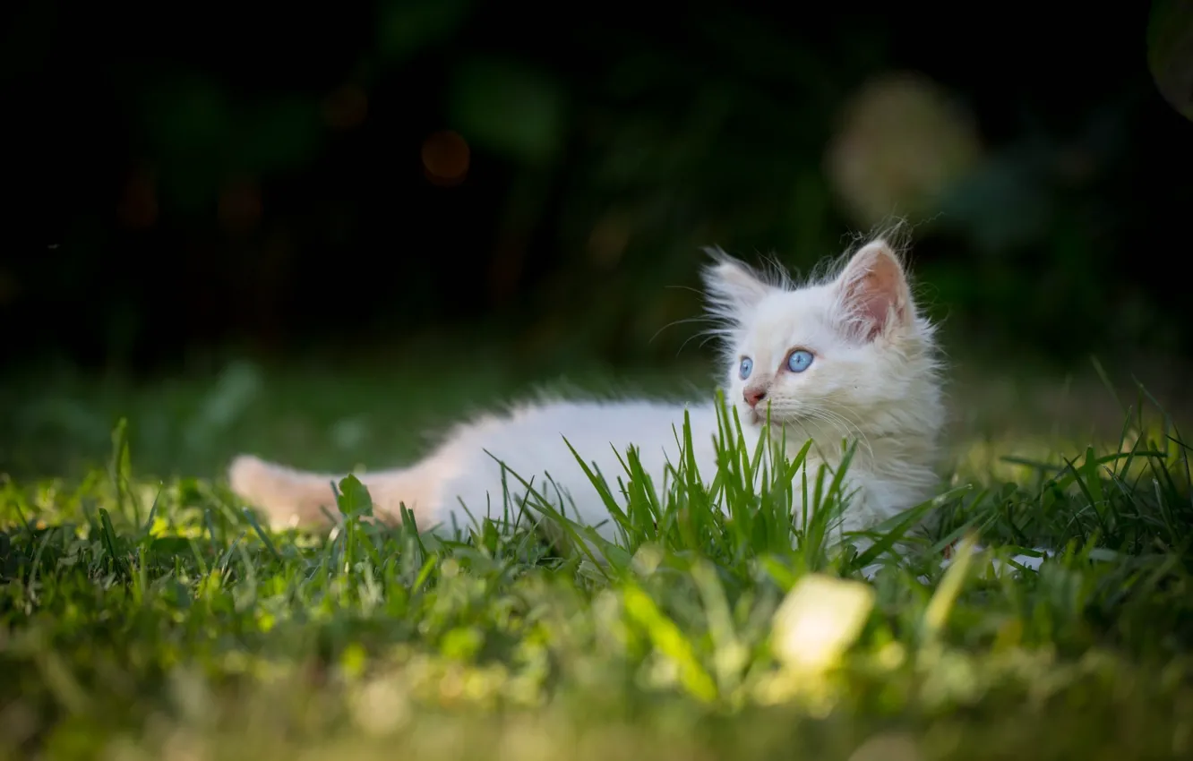 Photo wallpaper cat, white, grass, fluffy