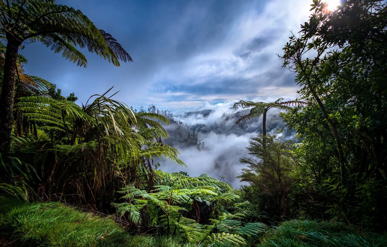 Photo wallpaper forest, fog, ferns, rainforest, asthenia