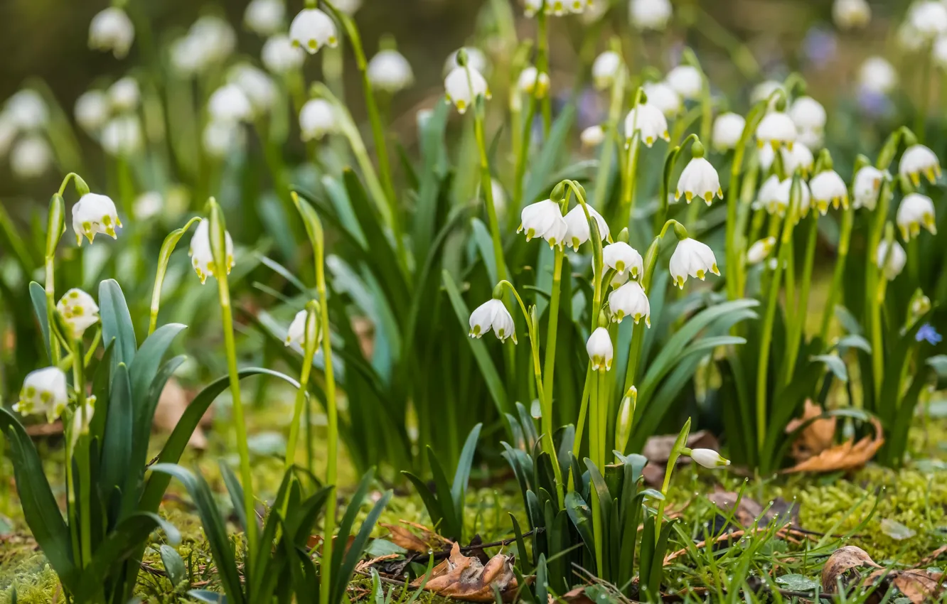 Photo wallpaper flowers, glade, spring, white, podsnezhniki