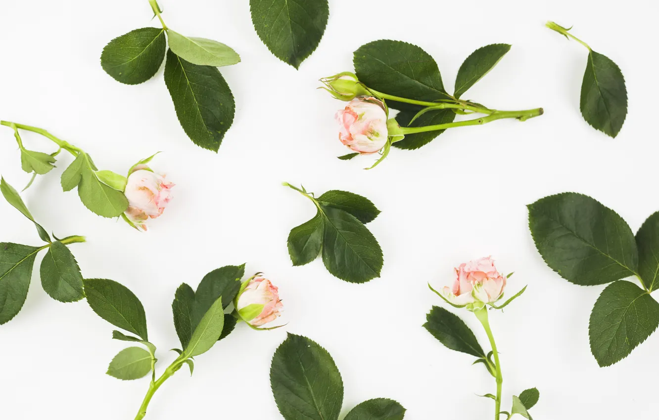 Photo wallpaper flowers, roses, pink, leaves, decor, roses