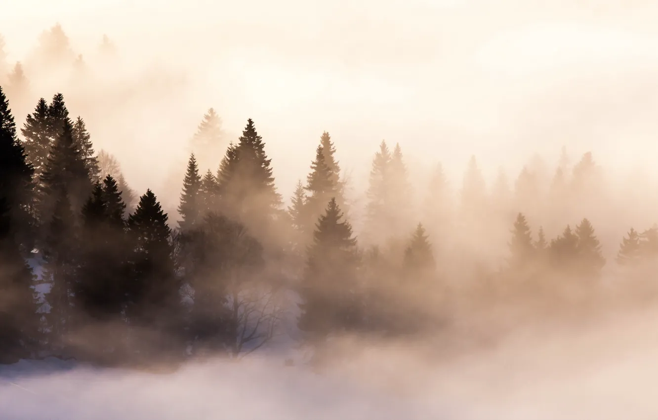 Photo wallpaper forest, fog, morning