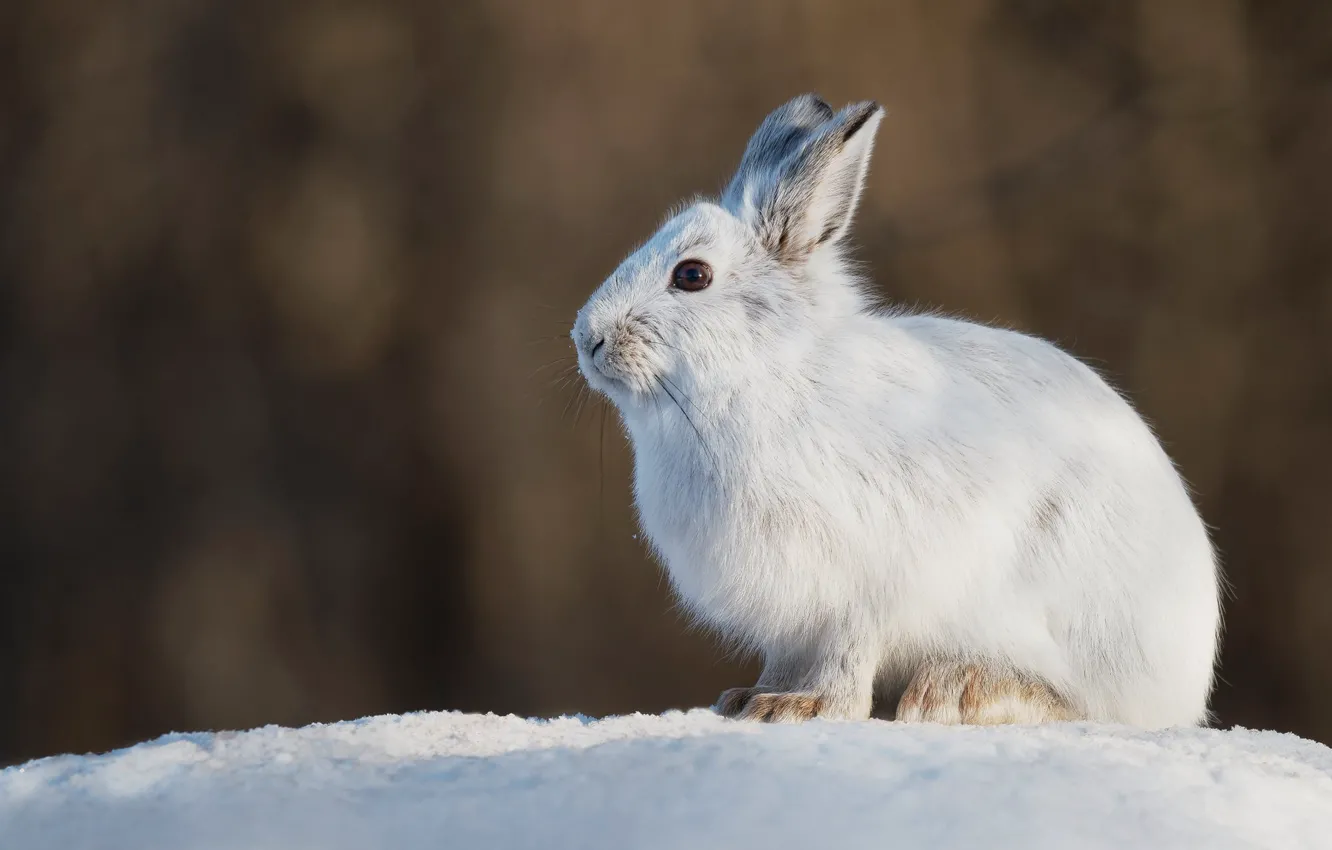 Photo wallpaper winter, snow, hare, the snow, Whitey