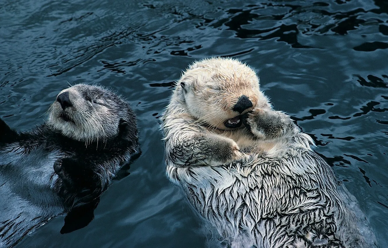 Photo wallpaper water, wool, fur, beaver