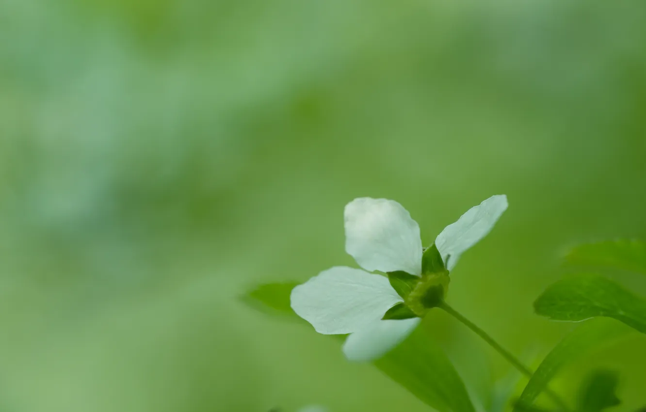 Photo wallpaper greens, leaves, macro, flowers, nature, background, green, leaf