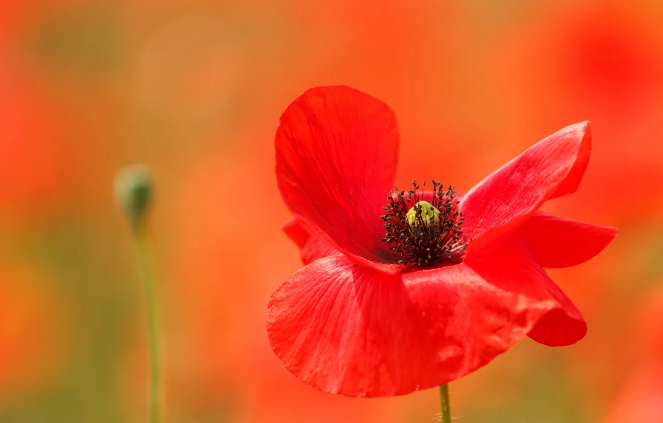 Photo wallpaper flowers, Mac, blur