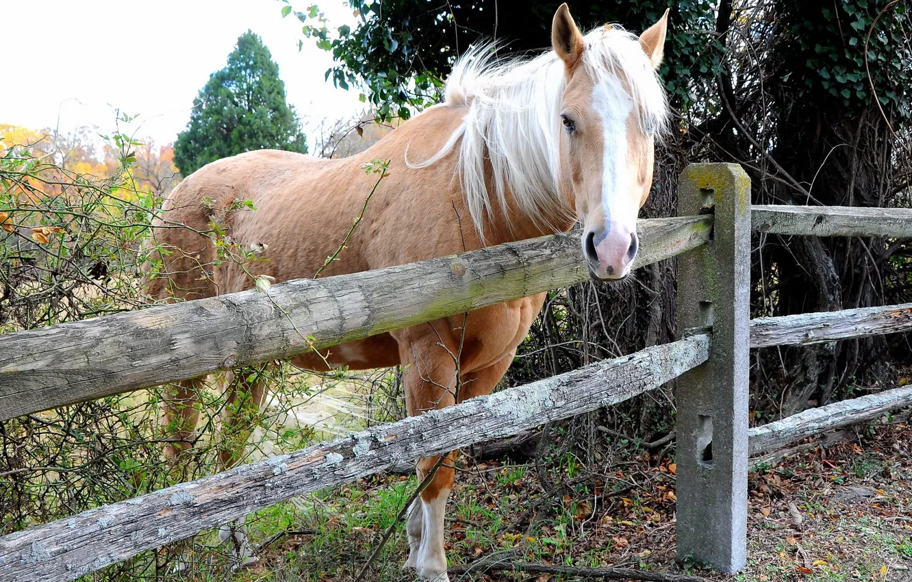Photo wallpaper field, nature, horse, the fence