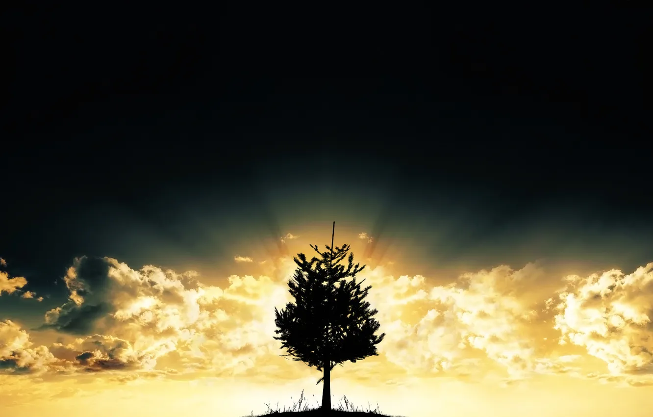Photo wallpaper the sky, light, trees, landscape, nature, Wallpaper, beauty