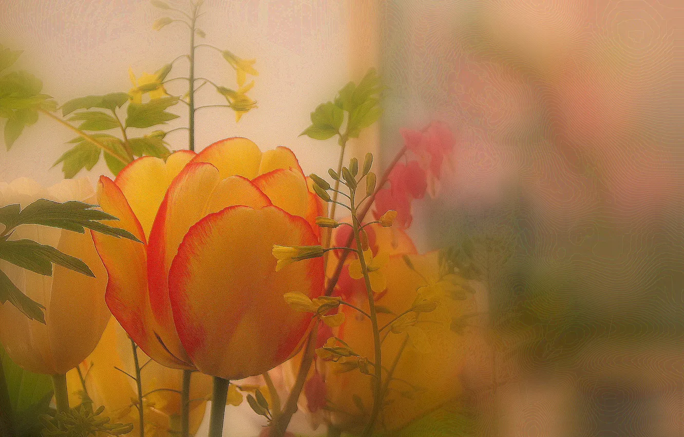 Photo wallpaper plant, petals, tulips, haze
