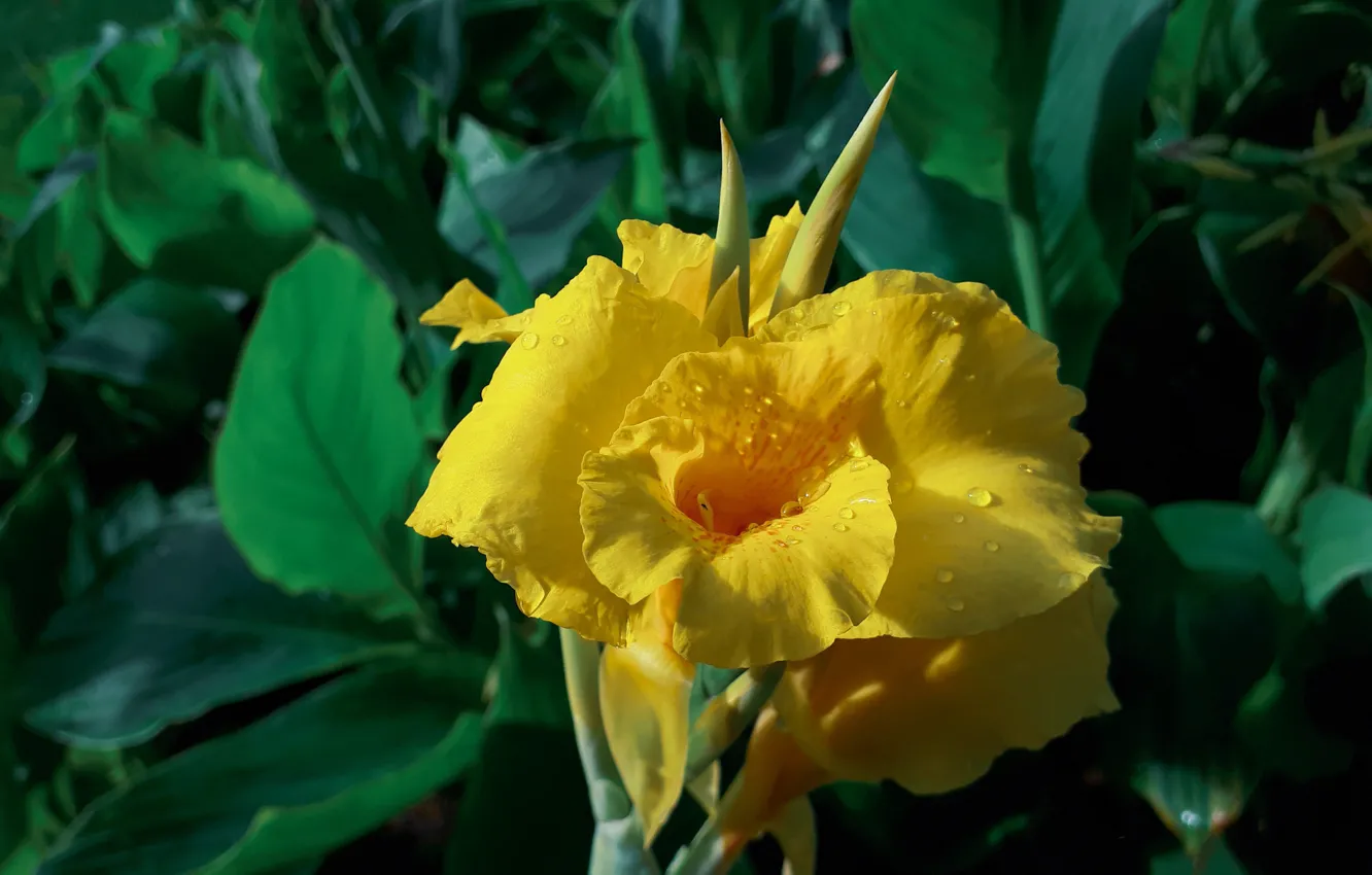 Photo wallpaper greens, leaves, drops, flowers, yellow, garden, gladiolus