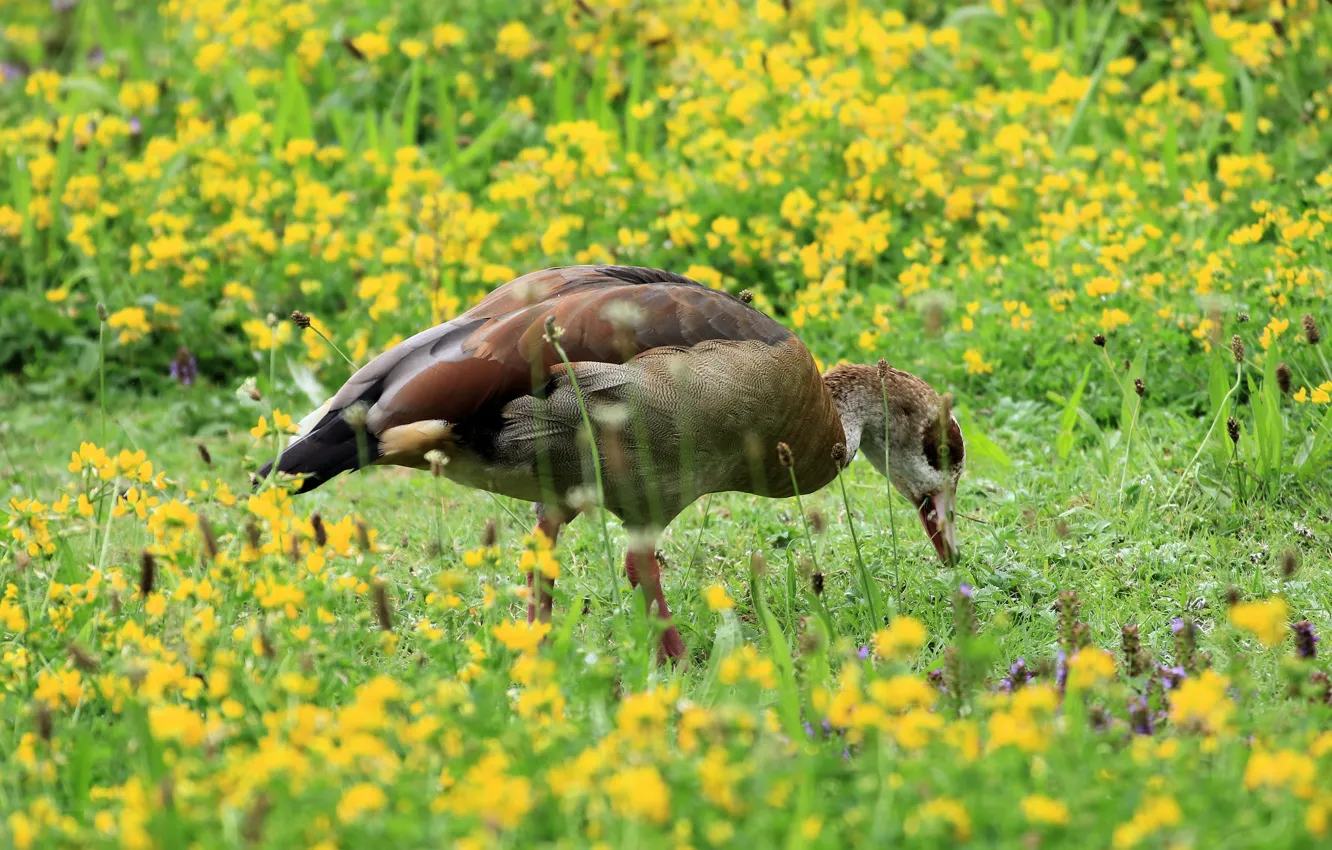 Photo wallpaper grass, flowers, bird, glade, geese, The Nile goose, egyptian goose