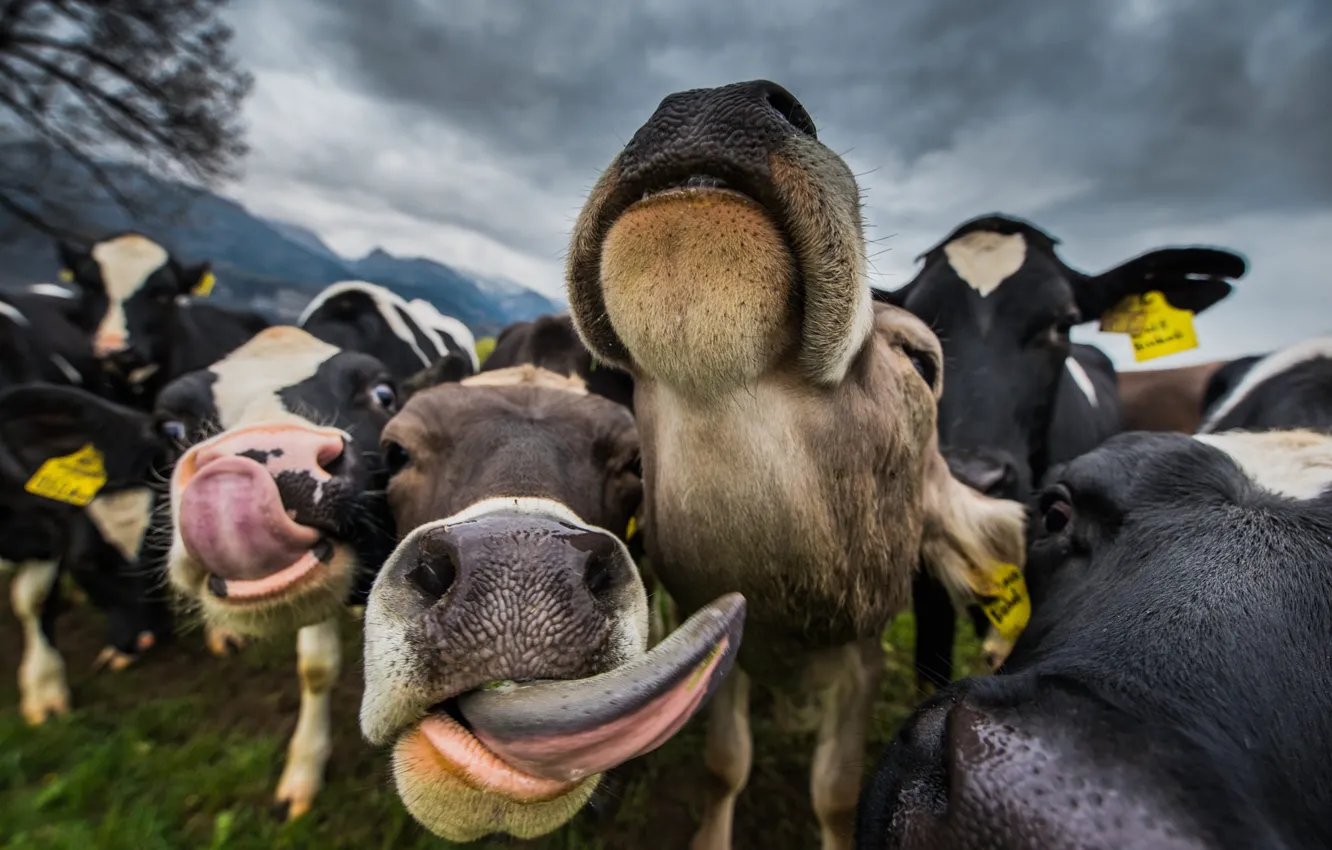 Photo wallpaper language, face, cows, view, the herd