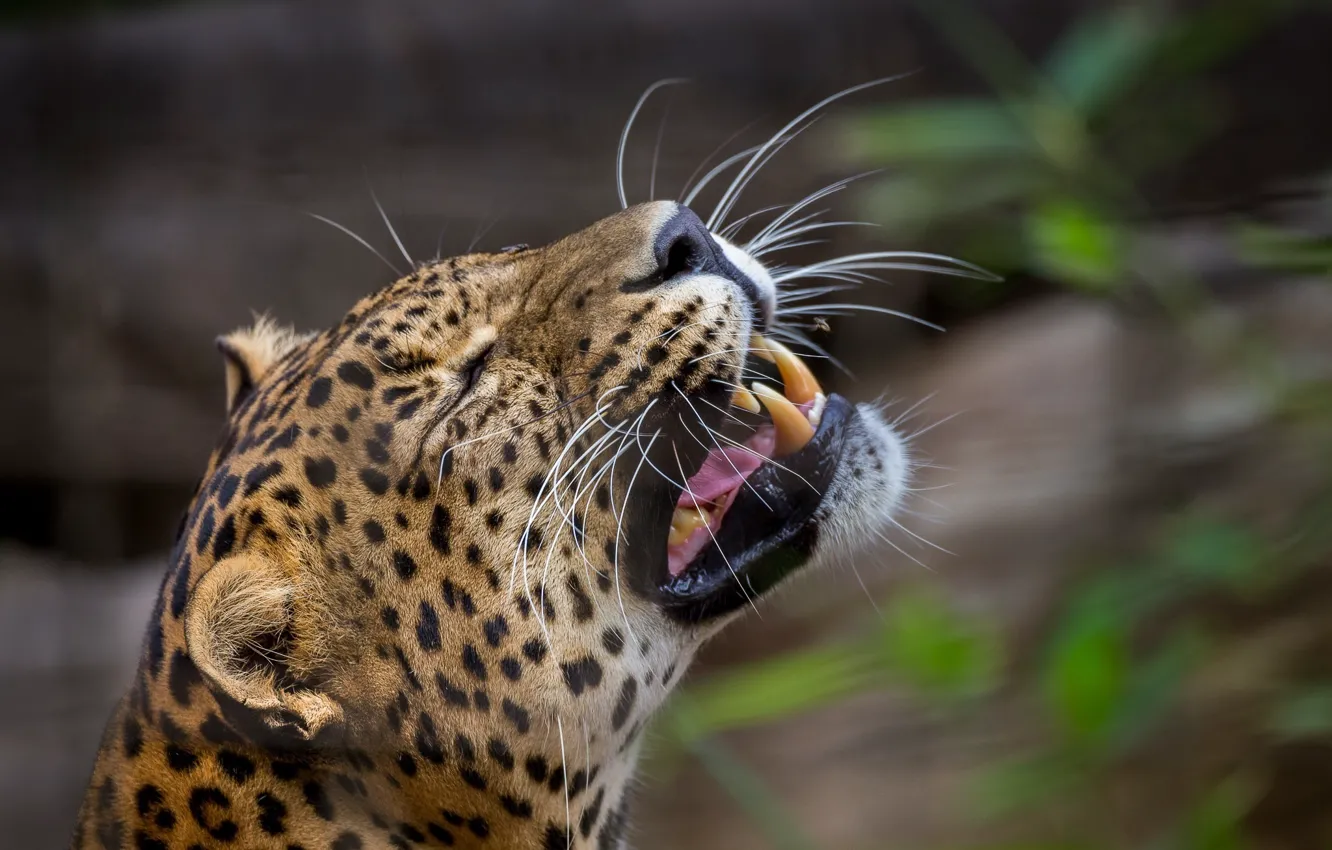 Photo wallpaper face, close-up, predator, leopard, fangs, grin, wild cat