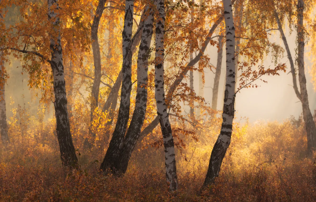 Photo wallpaper autumn, forest, leaves, light, trees, branches, nature, fog