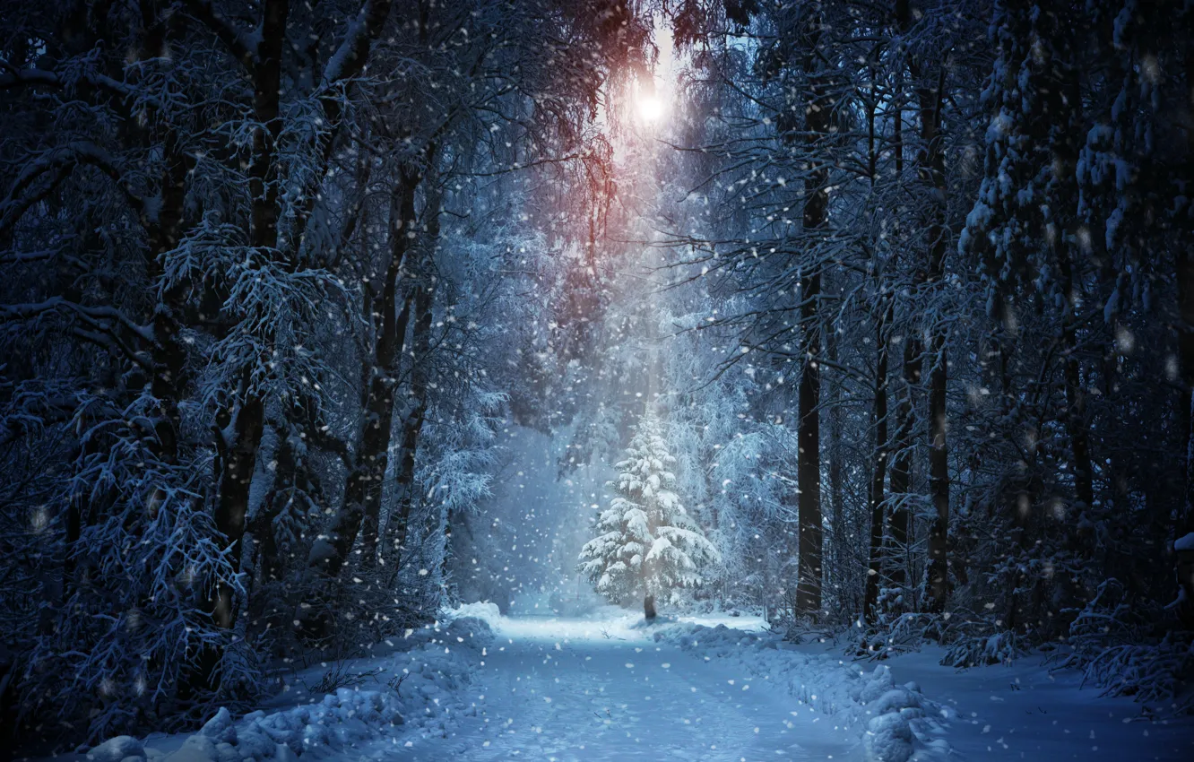 Photo wallpaper winter, road, forest, the sun, snow, trees, tree, the snow