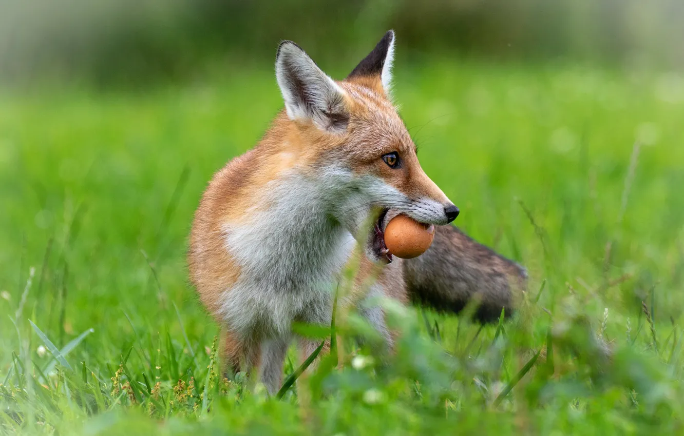 Photo wallpaper grass, look, face, eggs, mouth, Fox, profile, bokeh