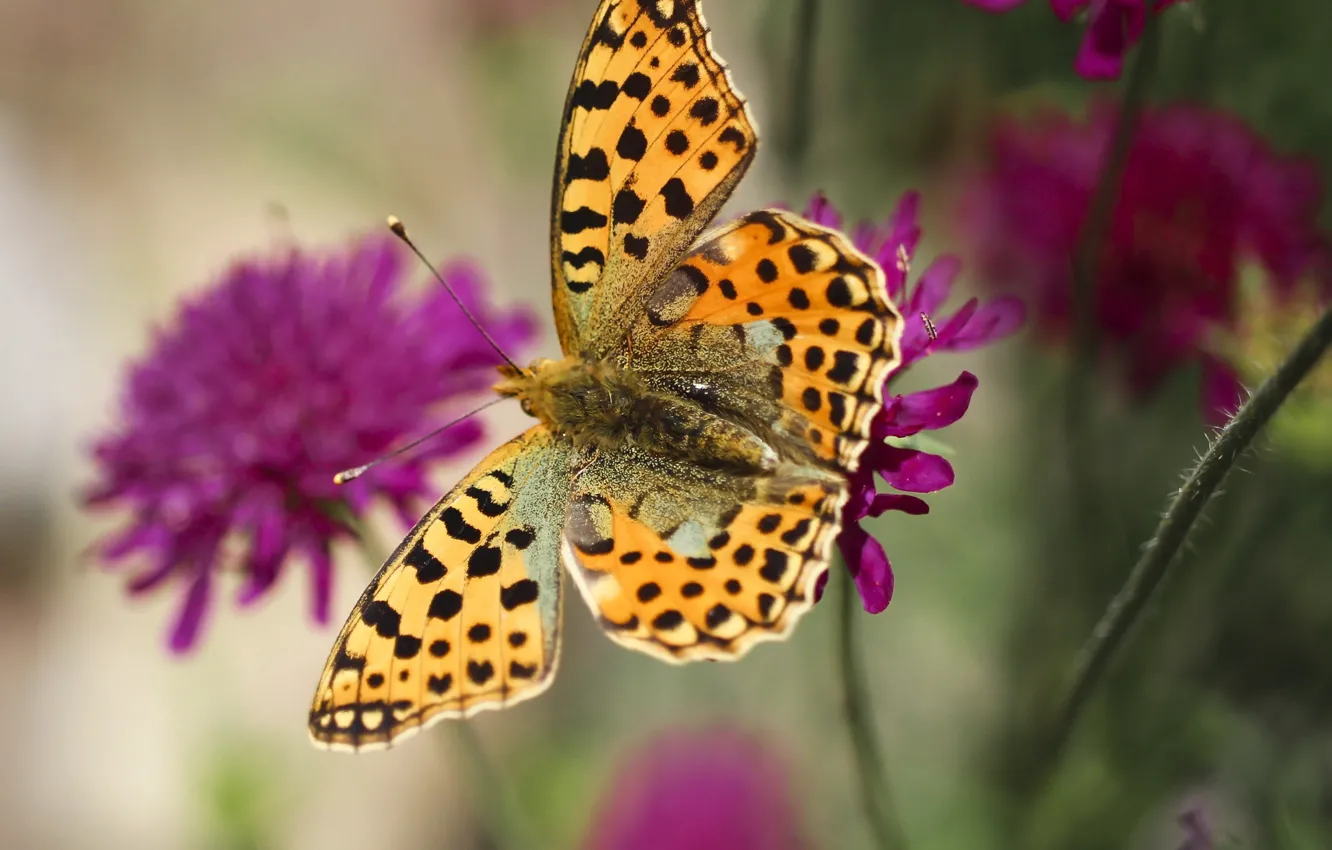 Photo wallpaper summer, macro, flowers, background, pattern, butterfly, wings, garden