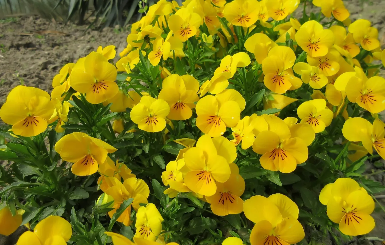Photo wallpaper flowers, spring 2018, Mamala ©, Pansy, yellow
