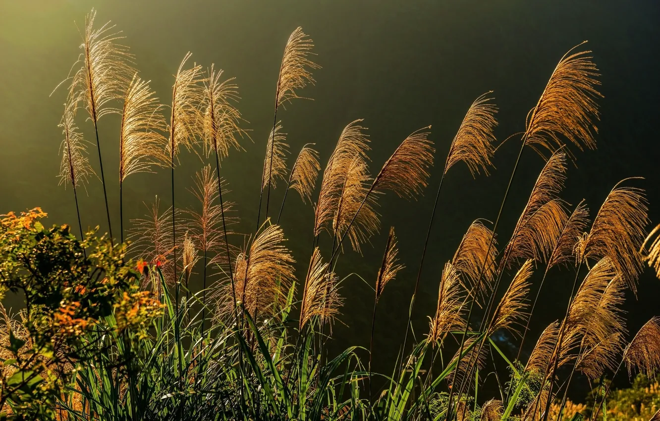 Photo wallpaper field, the evening, spikelets, outdoor