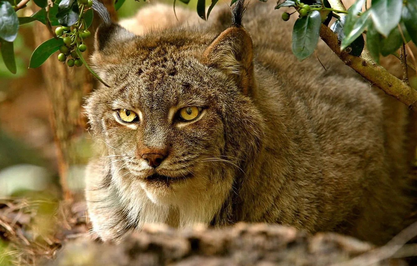 Photo wallpaper face, predator, lynx