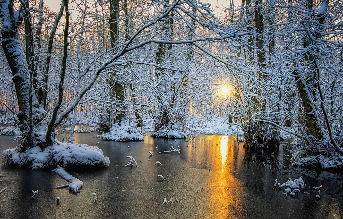Photo wallpaper winter, forest, trees, dawn, ice, Scandinavia