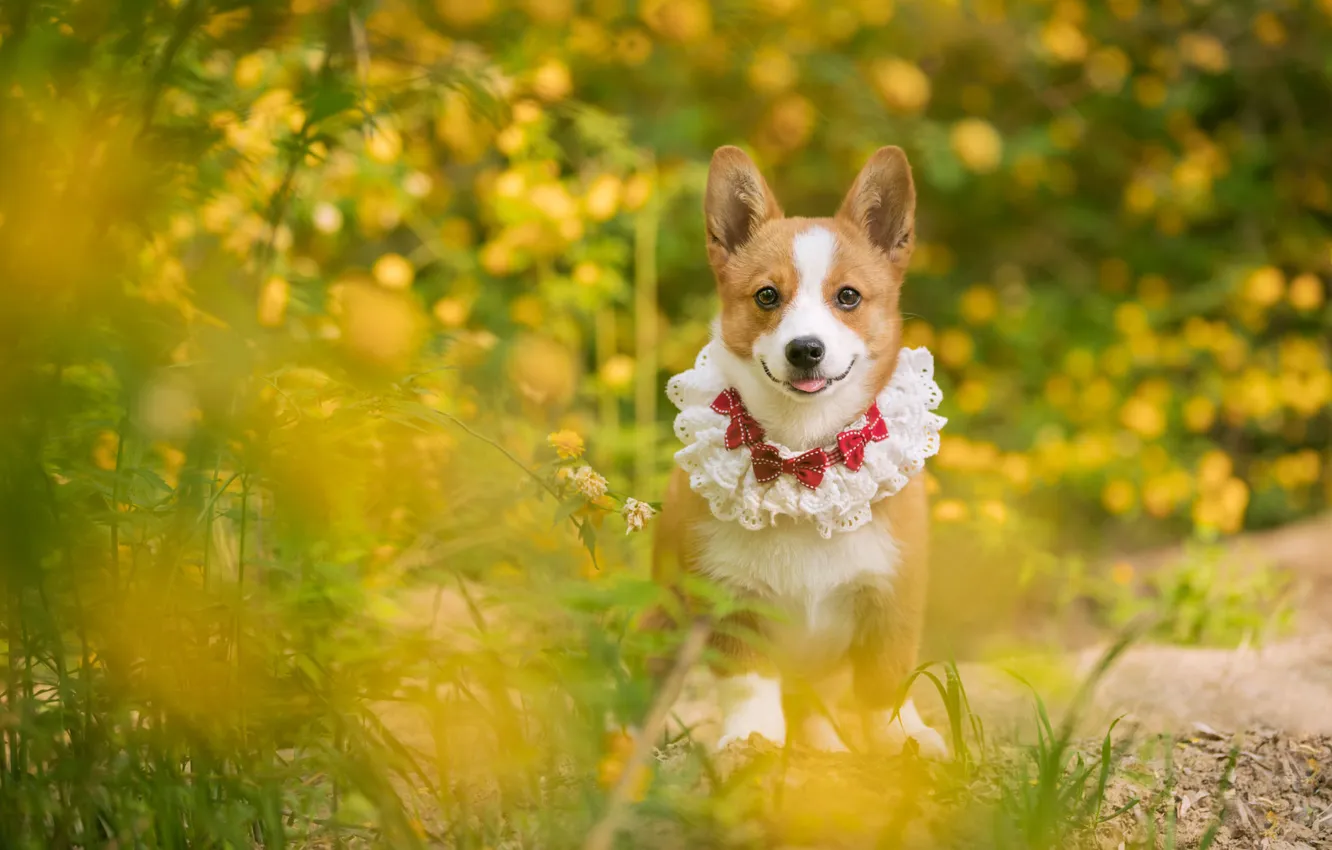 Photo wallpaper look, nature, pose, dog, face