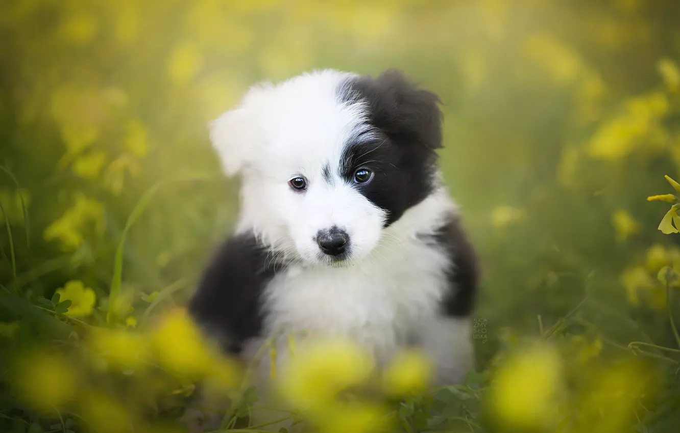 Photo wallpaper look, dog, puppy, bokeh, The border collie