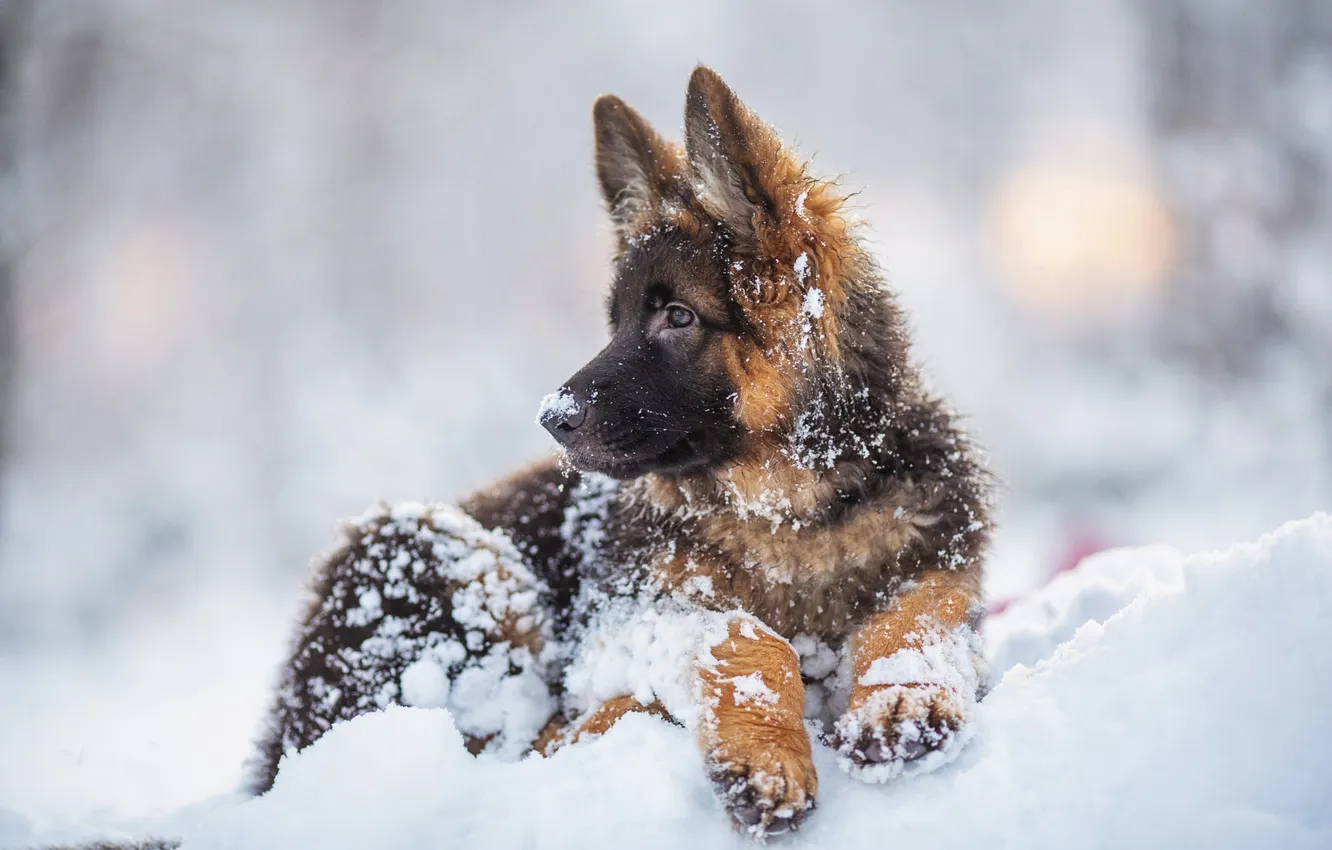 Photo wallpaper winter, snow, dog, puppy, German shepherd