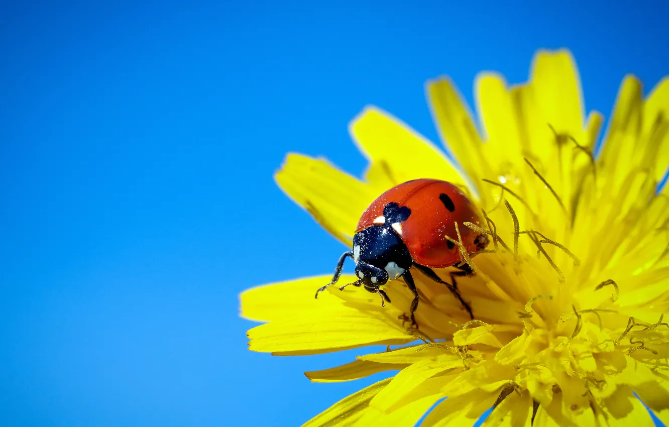 Photo wallpaper flower, macro, background, ladybug, beetle, insect, sow Thistle