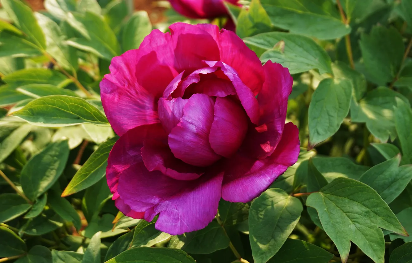 Photo wallpaper macro, flowers, pink, peonies