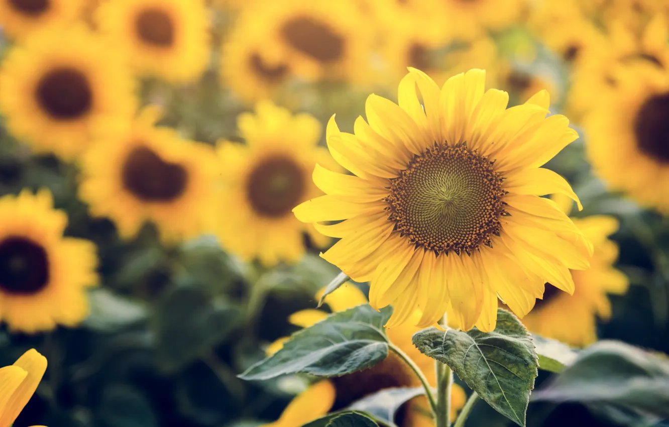Photo wallpaper summer, leaves, sunflowers, flowers, yellow, nature, bokeh, blurred background
