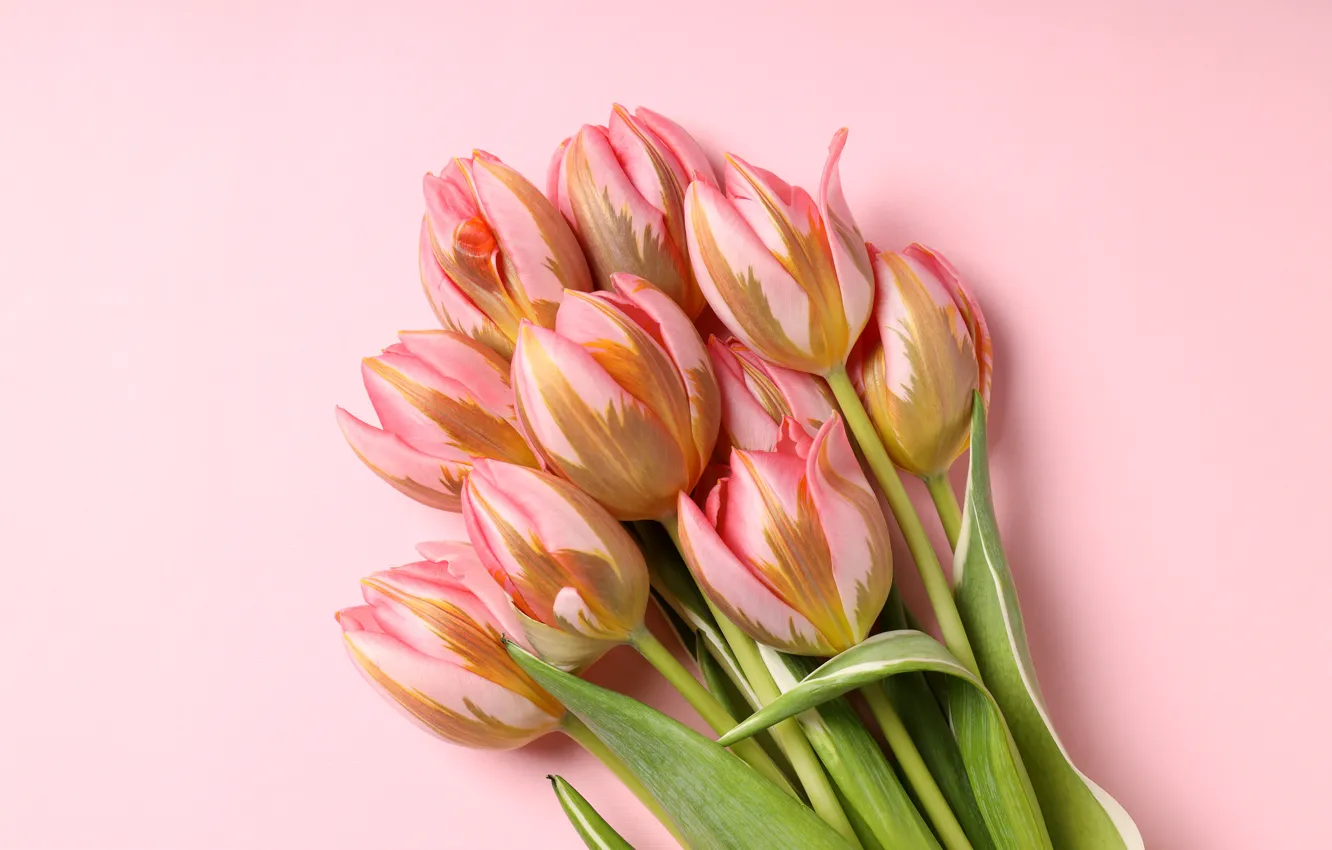 Photo wallpaper flowers, bouquet, tulips, pink, pink, flowers, beautiful, tulips