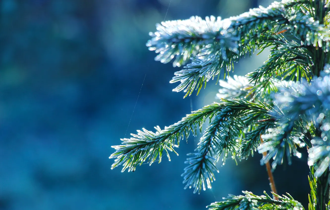 Photo wallpaper white, snow, cold, twig