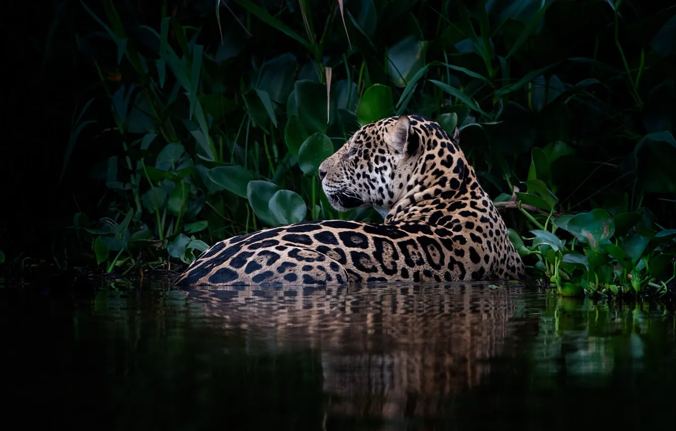 Photo wallpaper water, predator, Jaguar