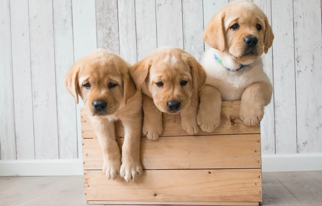 Photo wallpaper dogs, puppies, box, trio, Golden Retriever, Golden Retriever, Trinity