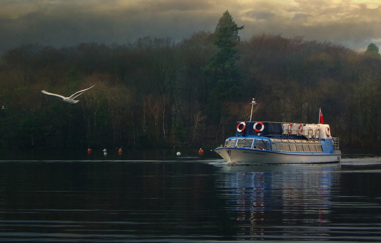 Photo wallpaper autumn, forest, ship, England, seagulls, lake Windermere