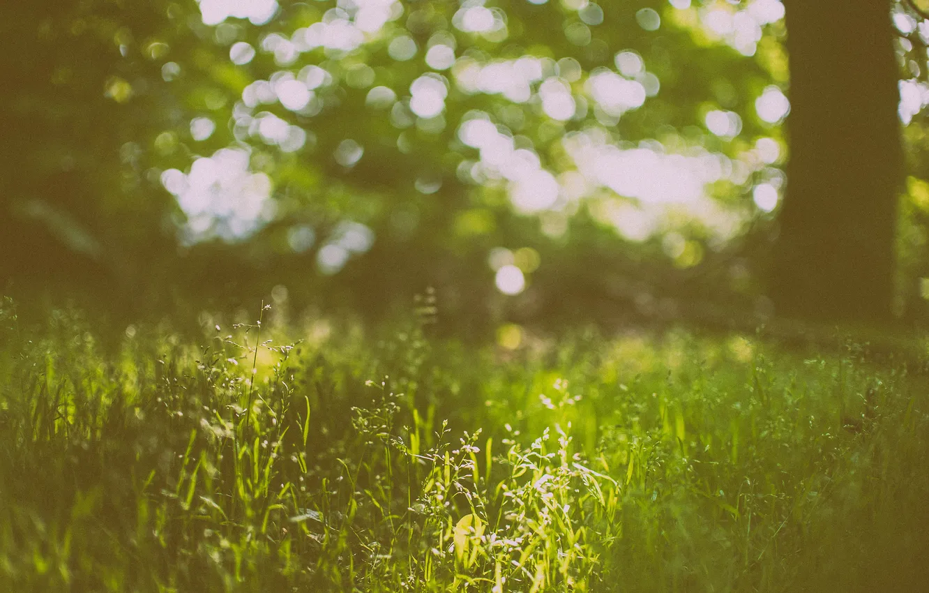 Photo wallpaper grass, green, bokeh