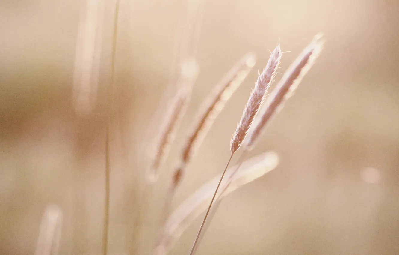 Photo wallpaper summer, the sun, a blade of grass