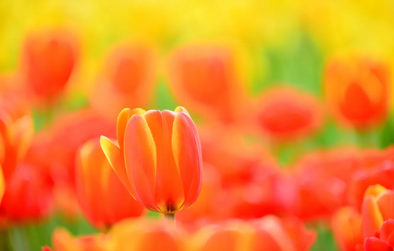 Photo wallpaper nature, petals, meadow, tulips