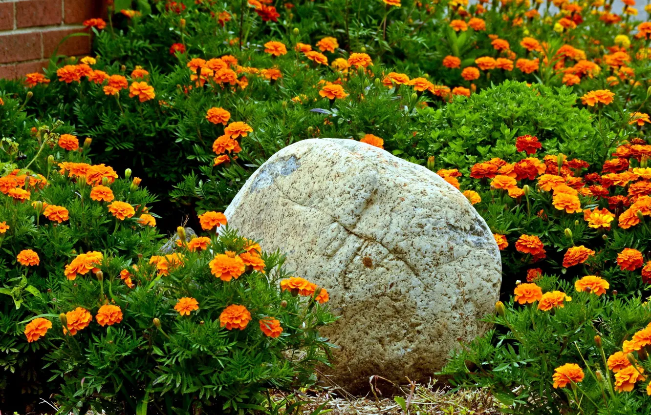Photo wallpaper flowers, orange, stones, flowerbed, marigolds