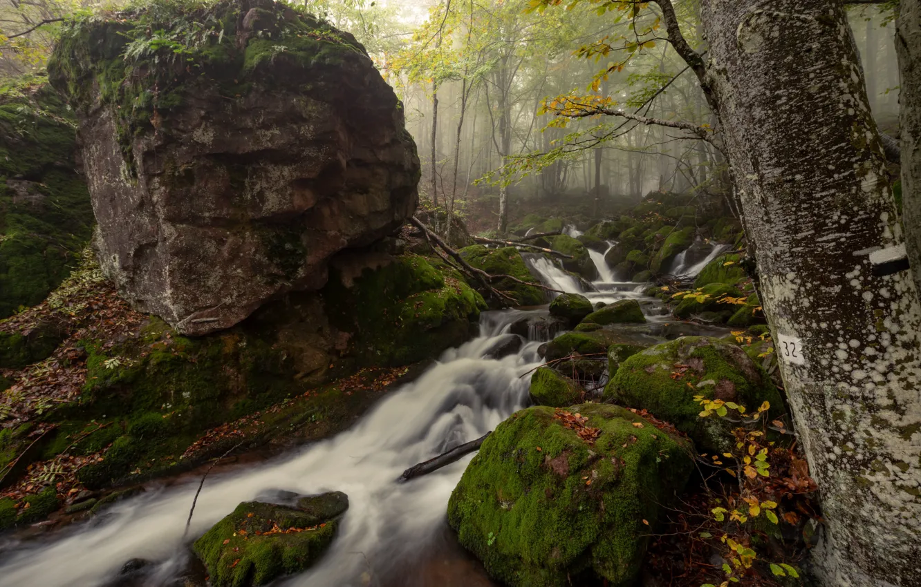 Photo wallpaper forest, trees, nature, stream, stones, moss, Bulgaria