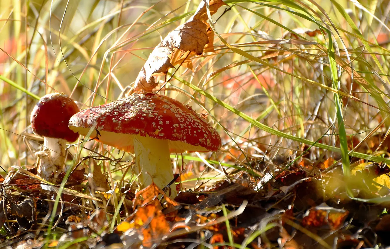 Photo wallpaper autumn, nature, mushrooms, mushroom