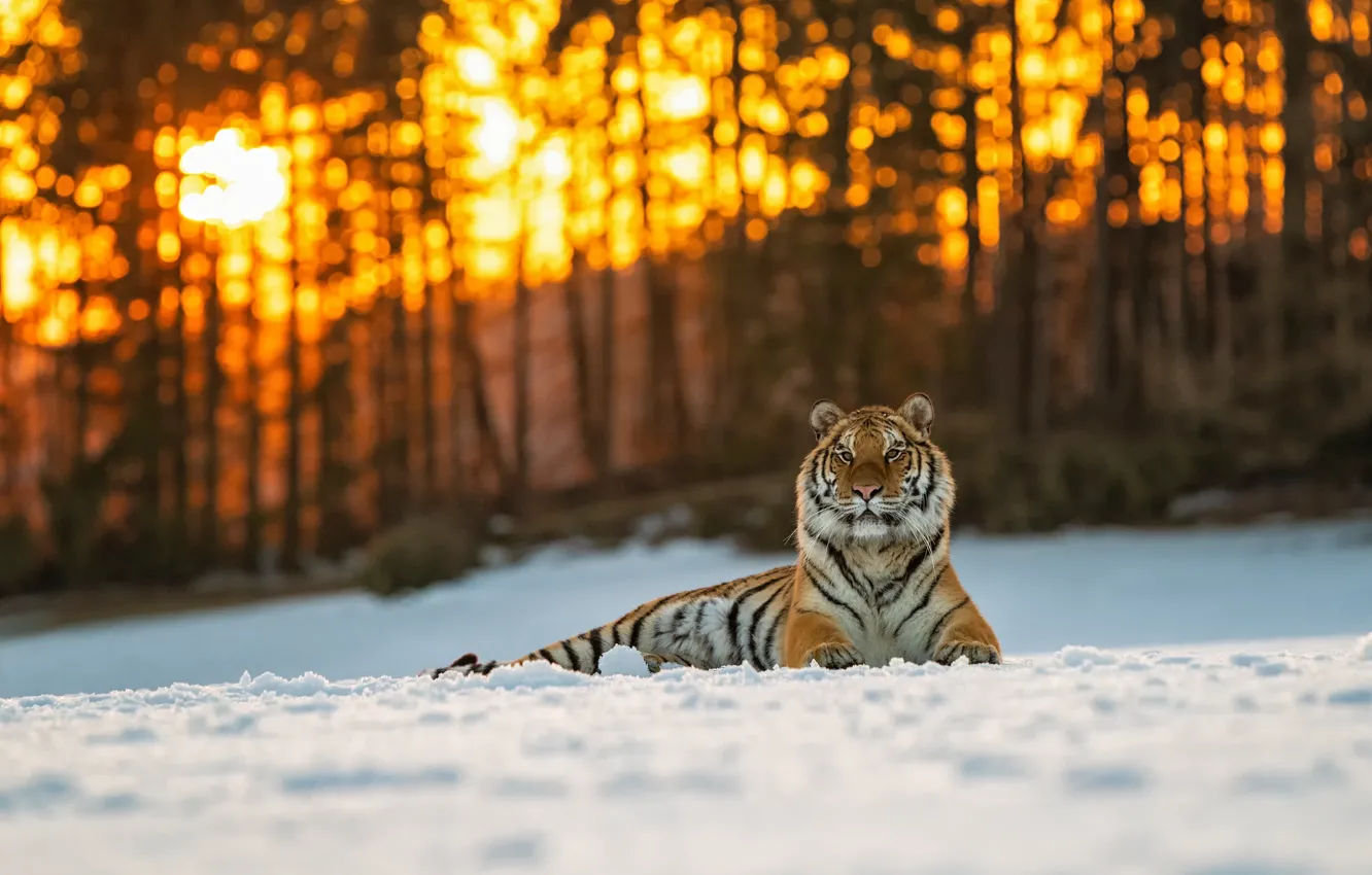 Photo wallpaper winter, forest, cat, the sun, light, snow, trees, sunset